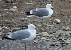 Larus californicus