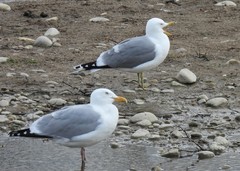 Larus californicus