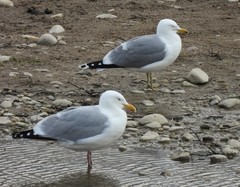 Larus californicus