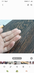 Coleoptera