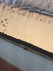 Coleoptera