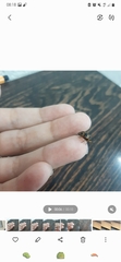 Coleoptera