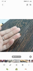 Coleoptera