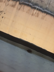 Coleoptera