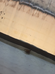 Coleoptera