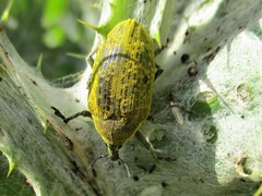 Larinus latus