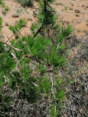 Asparagus retrofractus