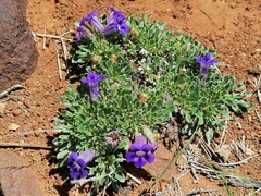 Aptosimum procumbens