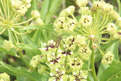 Typocerus