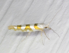 Argyresthia calliphanes