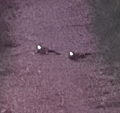 Nyctidromus albicollis