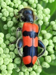 Trichodes crabroniformis