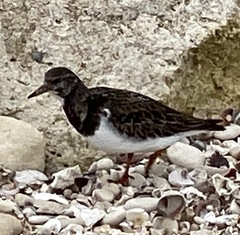 Arenaria interpres