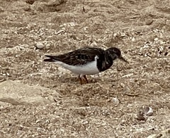 Arenaria interpres