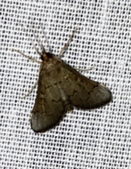 Piletocera macroperalis