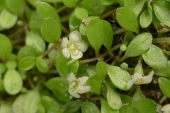 Glossostigma elatinoides