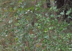Coronilla valentina glauca