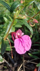 Impatiens chinensis
