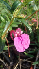 Impatiens chinensis