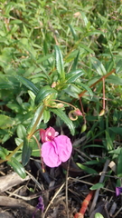 Impatiens chinensis
