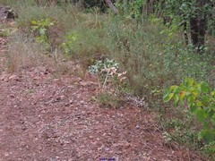 Coronilla valentina glauca