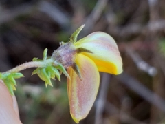 Aspalathus retroflexa