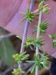 Aspalathus retroflexa