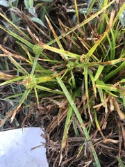 Cyperus metzii