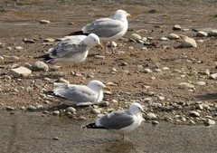 Larus californicus