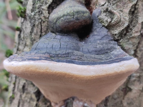 Phellinus alni nuotrauka