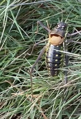 Parasteropleurus perezii