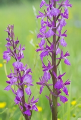 Anacamptis palustris elegans