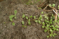 Glossostigma elatinoides