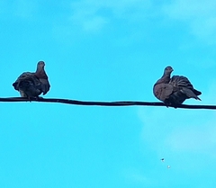 Patagioenas cayennensis