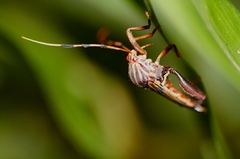 Spathophora biclavata