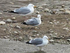 Larus californicus