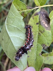Acronicta rumicis