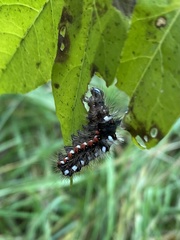 Acronicta rumicis