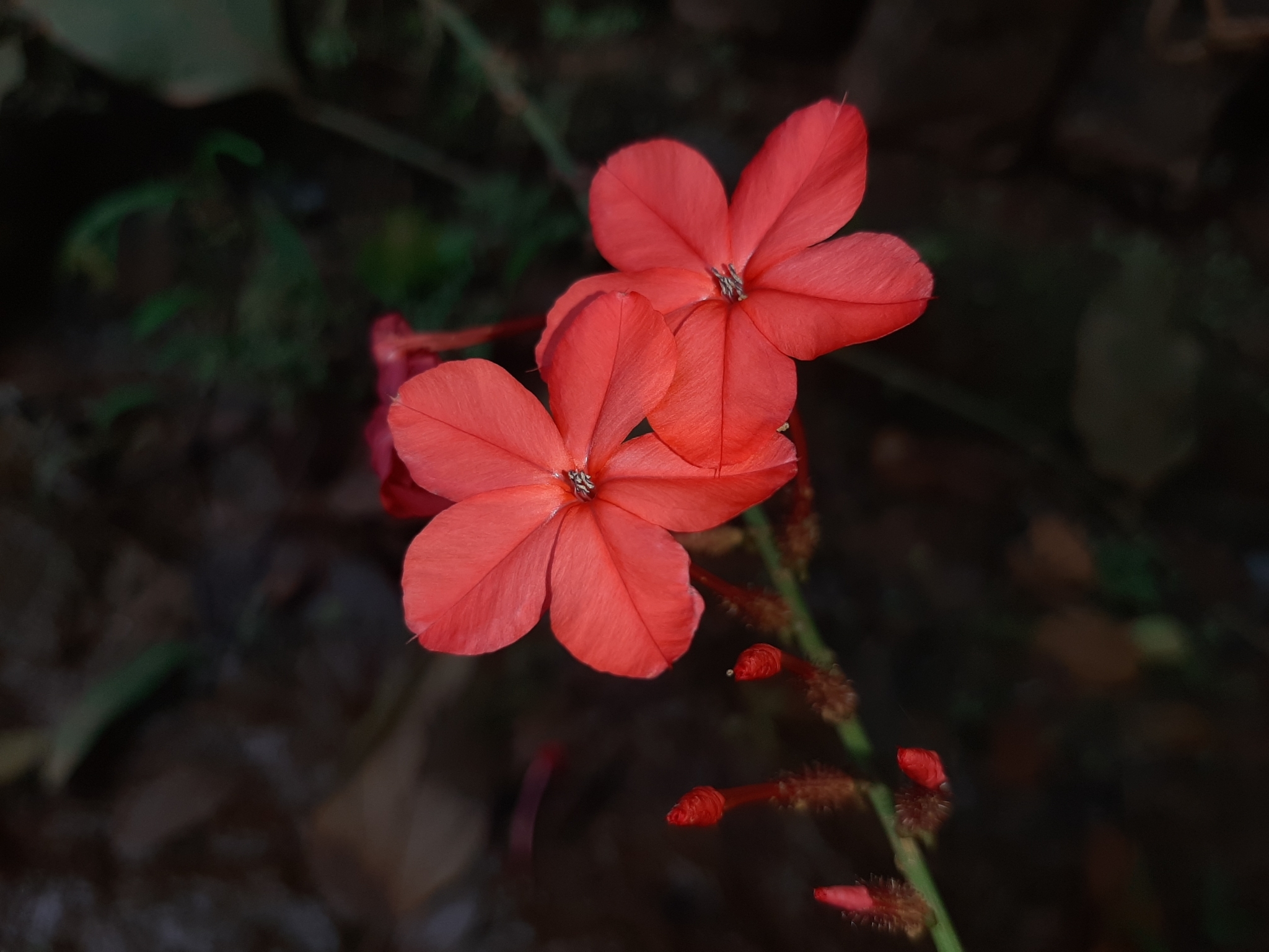 Plumbago indica