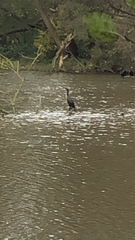 Phalacrocorax carbo
