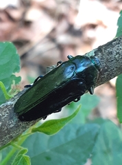 Colobogaster cyanitarsis