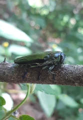 Colobogaster cyanitarsis