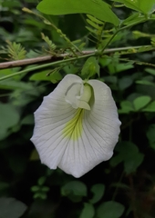 Clitoria ternatea albiflora