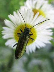 Anogcodes seladonius