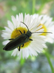 Anogcodes seladonius