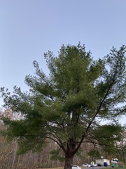 Pinus strobus