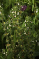 Euphrasia hirtella