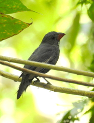 Saltator grossus