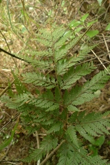 Parapolystichum microsorum