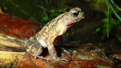 Ingerophrynus celebensis